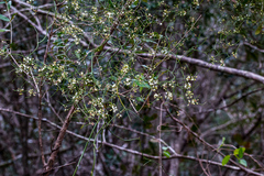 Asparagus divaricatus