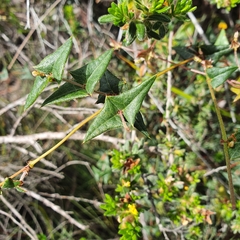 Platylobium obtusangulum