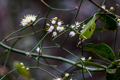 Asparagus divaricatus