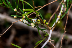 Asparagus falcatus