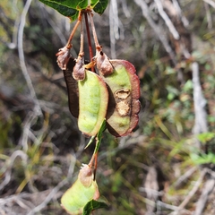 Platylobium obtusangulum