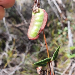 Platylobium obtusangulum