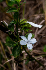 Barleria elegans