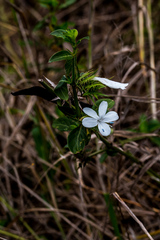 Barleria elegans