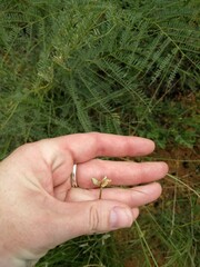 Cyperus niveus leucocephalus