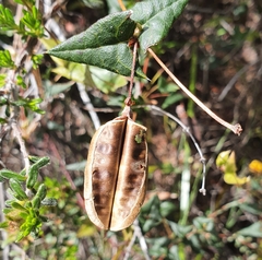 Platylobium obtusangulum