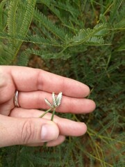 Cyperus niveus leucocephalus
