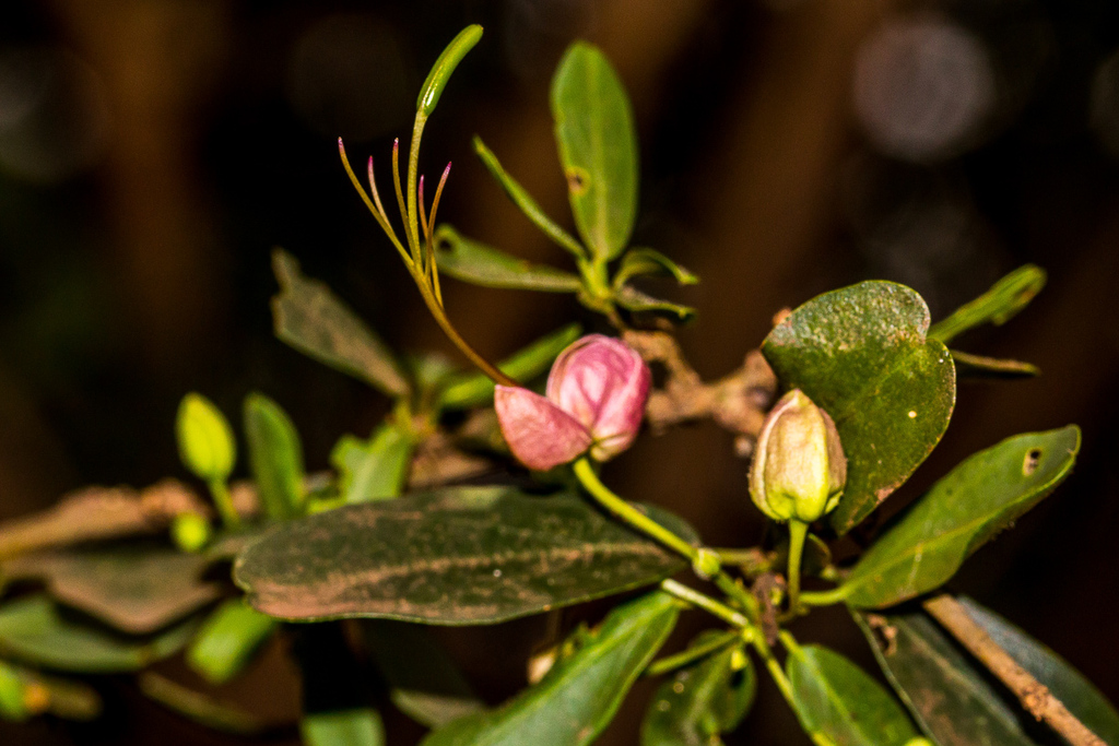 Green-Leaved Wormbush