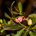 Green-Leaved Wormbush - Photo (c) graham_g, some rights reserved (CC BY-NC)