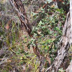 Platylobium obtusangulum