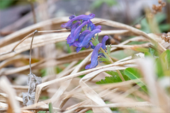 Corydalis turtschaninovii