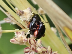 Arsipoda holomelaena