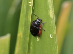 Arsipoda holomelaena