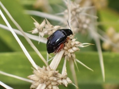 Arsipoda holomelaena