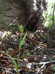 Pterostylis agathicola