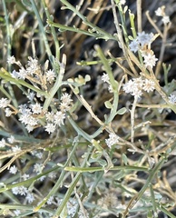 Baccharis sergiloides