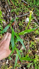 Pterostylis
