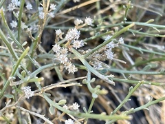 Baccharis sergiloides