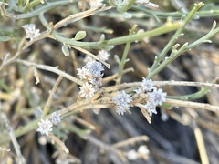 Baccharis sergiloides