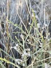 Baccharis sergiloides