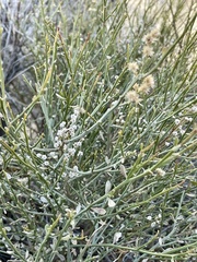 Baccharis sergiloides