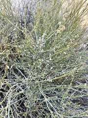 Baccharis sergiloides