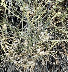 Baccharis sergiloides