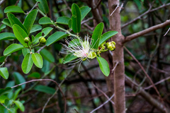 Capparis tomentosa