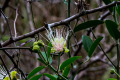 Capparis tomentosa