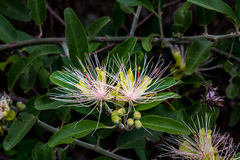 Capparis tomentosa