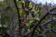 Cissus rotundifolia rotundifolia