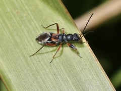 Daerlac cephalotes