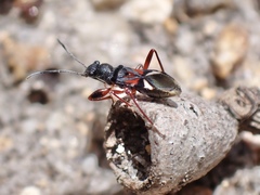 Daerlac cephalotes