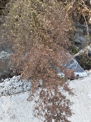 Dittrichia graveolens