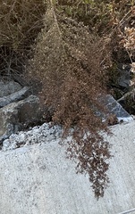 Dittrichia graveolens