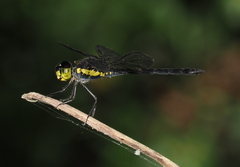 Agrionoptera longitudinalis