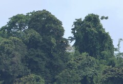 Rhyticeros undulatus