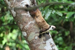 Ratufa bicolor