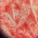 Citrobacter freundii - Photo (c) Tobias Gratzer, algunos derechos reservados (CC BY-NC), subido por Tobias Gratzer