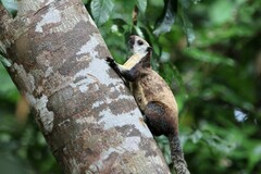 Ratufa bicolor