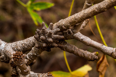 Cussonia natalensis