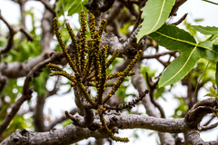 Cussonia natalensis