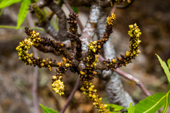 Cussonia natalensis