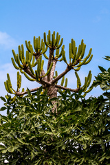 Cussonia natalensis