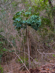 Cussonia zuluensis