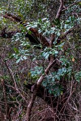 Cussonia zuluensis
