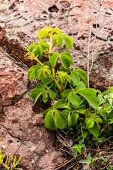 Cyphostemma barbosae
