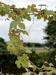 Vitis ficifolia