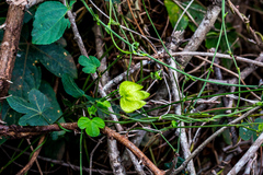 Dalechampia capensis