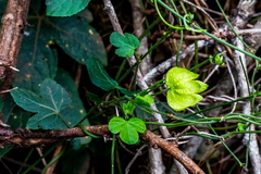 Dalechampia capensis
